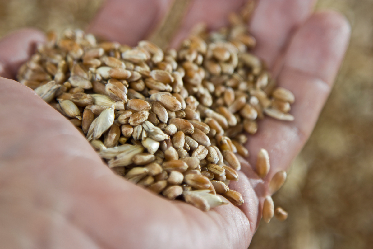 Seeds on an Ecological Farm in Bulgaria. © Ivan  Donchev / Greenpeace