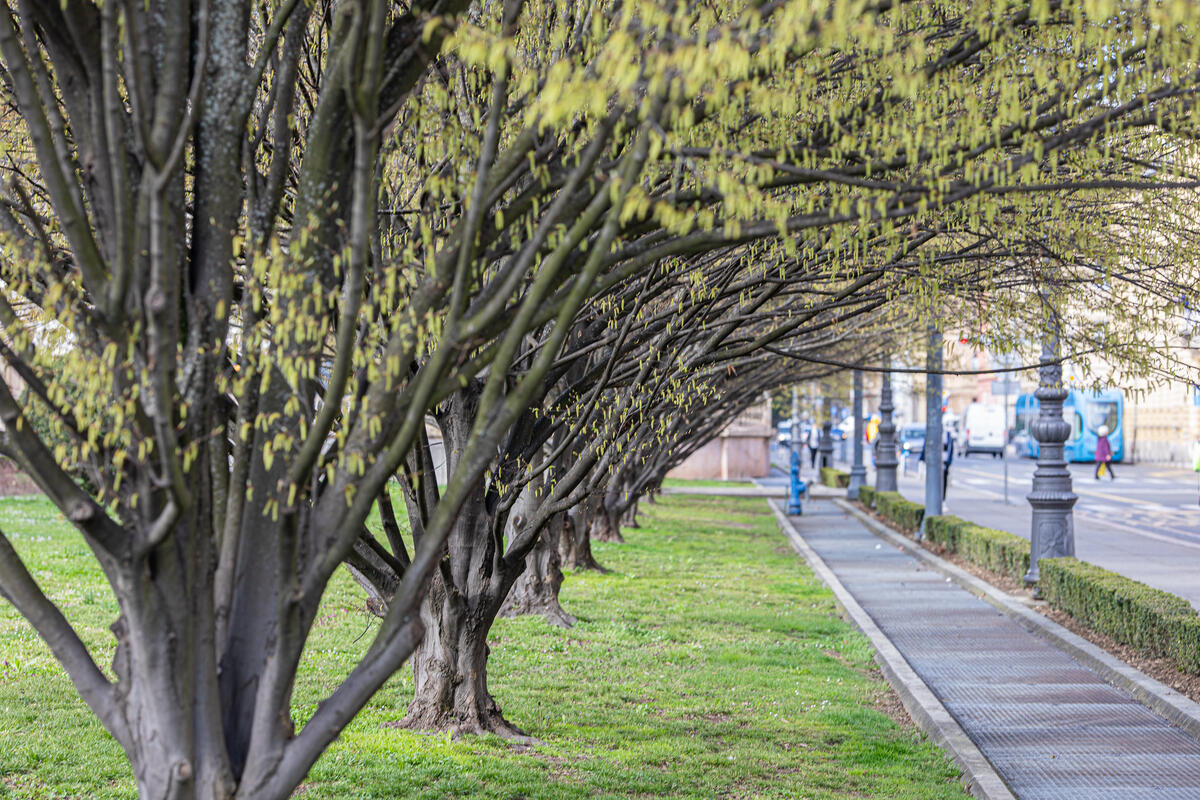 Urban Greenery in Zagreb. © Biljana Simic / Greenpeace