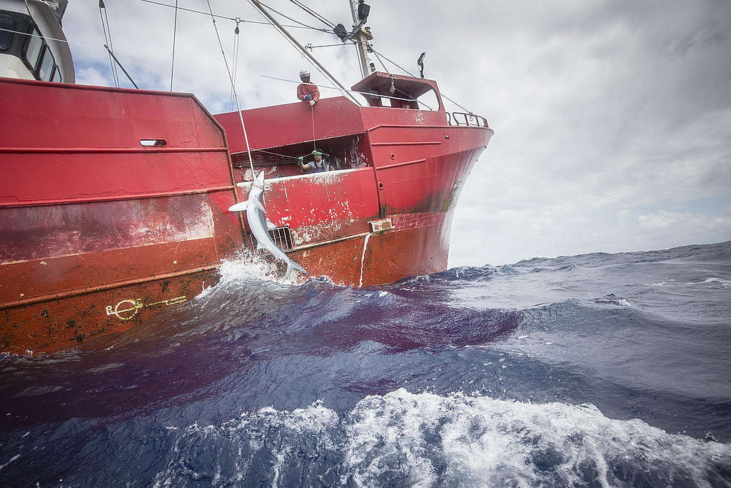 Investigating the Catching of a Shark in North Atlantic. © Kajsa Sjölander / Greenpeace