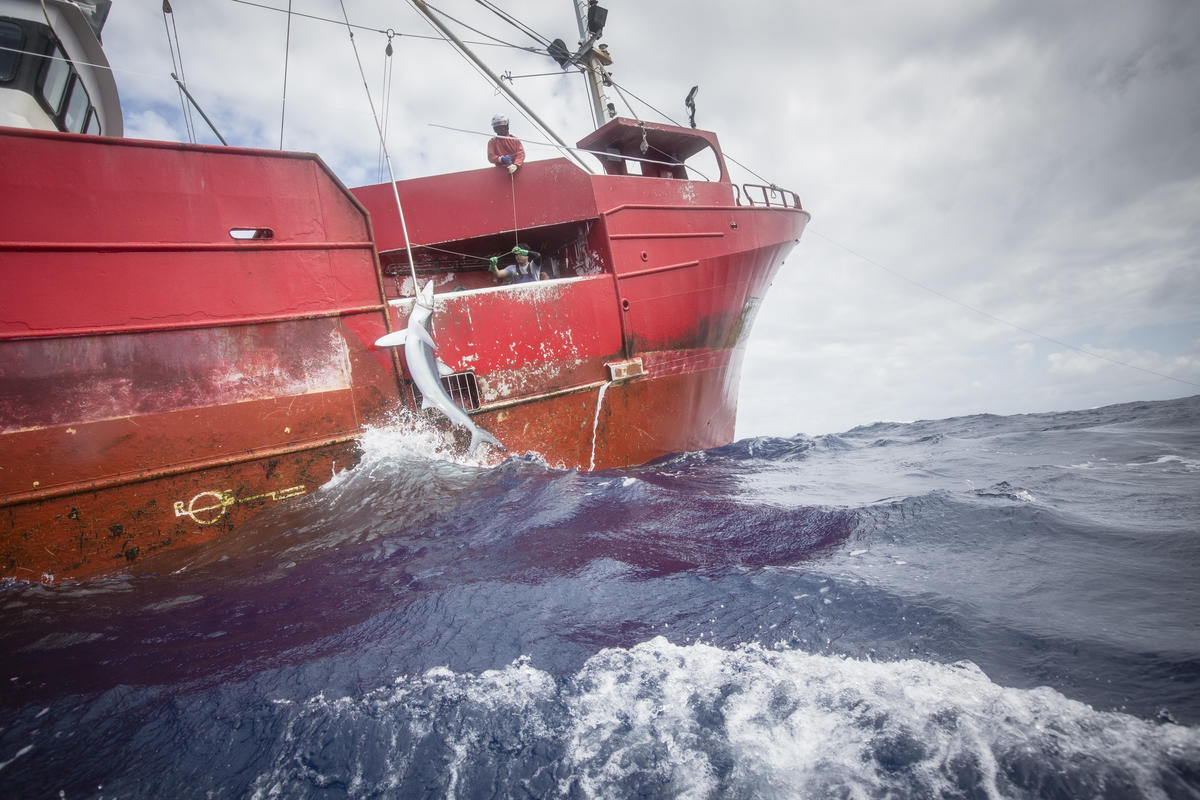 UNDER EMBARGO Investigating the Catching of a Shark in North Atlantic. © Kajsa Sjölander / Greenpeace