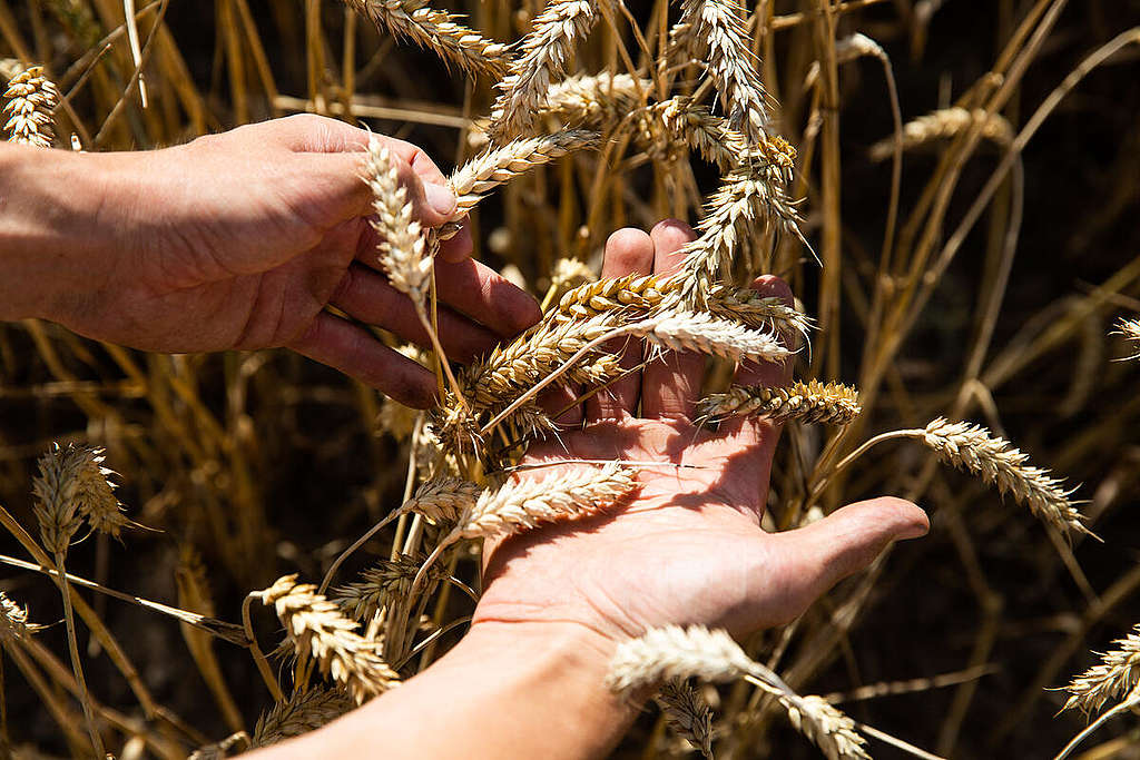 Wheat Harvest in Wendland, Germany.D.