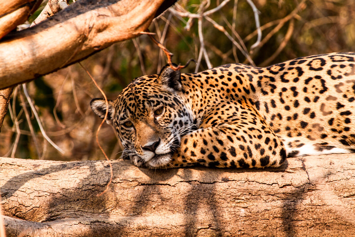 Jaguar (Panthera onca) in Pantanal, Brazil.