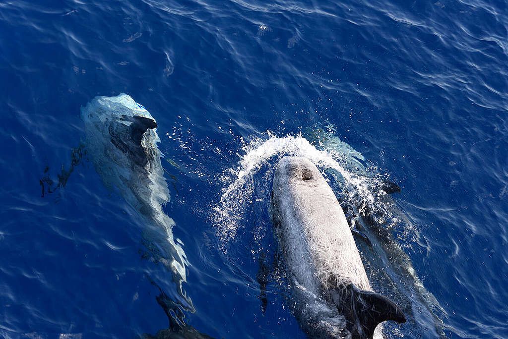 Survey for Cetaceans of the Hellenic Trench 2021.