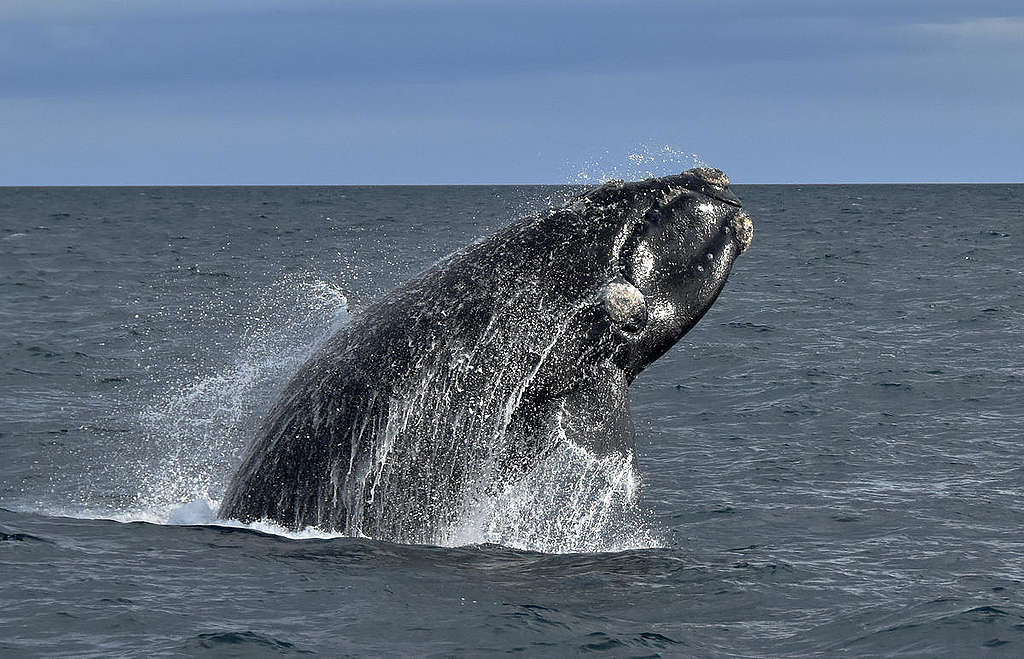 Southern Right Whale in Argentina. © Santiago Salimbeni / Greenpeace