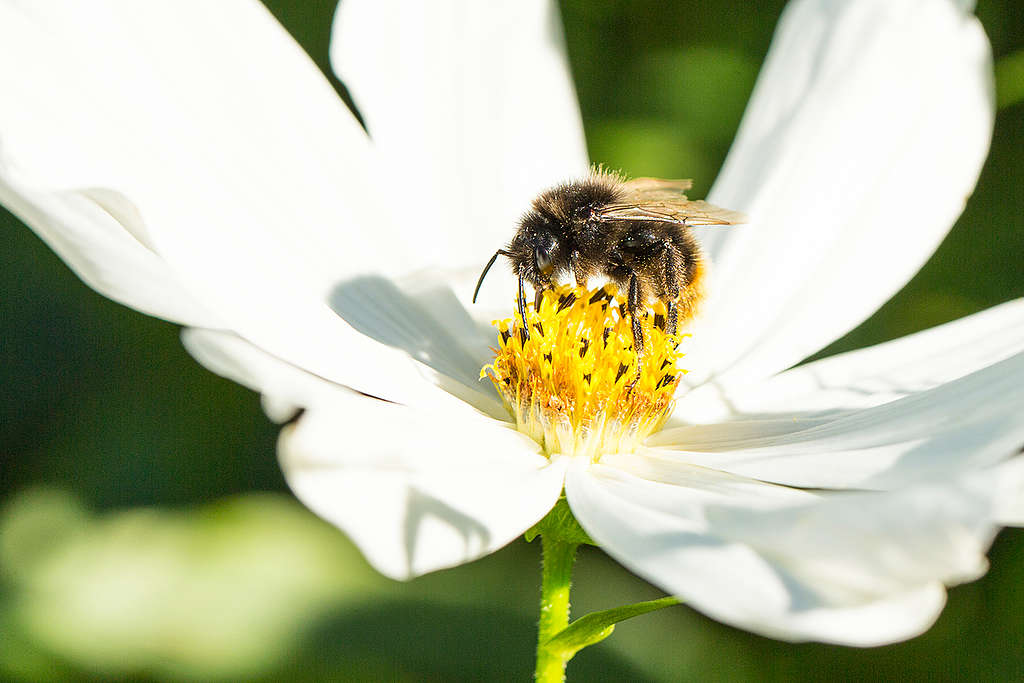 Insect on Cosmos Flower in Germany. © Axel Kirchhof / Greenpeace