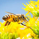 Bees on Blossoms in Germany. © Axel Kirchhof / Greenpeace Bees on Blossoms in Germany. © Axel Kirchhof / Greenpeace