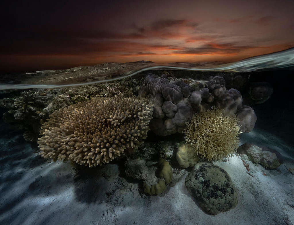 Hard Corals in Seringapatam Reef, Australia. © Alex Westover and Wendy Mitchell / Greenpeace Hard Corals in Seringapatam Reef, Australia. © Alex Westover and Wendy Mitchell / Greenpeace