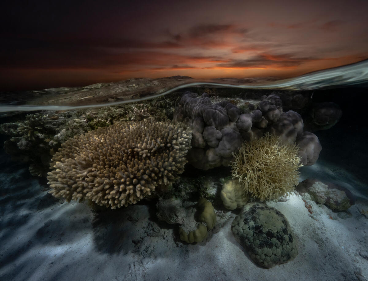Hard Corals in Seringapatam Reef, Australia. © Alex Westover and Wendy Mitchell / Greenpeace