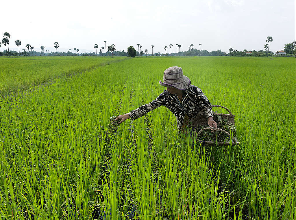 Ecological Farming in Cambodia. © Peter Caton / Greenpeace Ecological Farming in Cambodia. © Peter Caton / Greenpeace