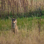 Grey Wolf in the Carpathians. © Iga Fijalkowska / Greenpeace
