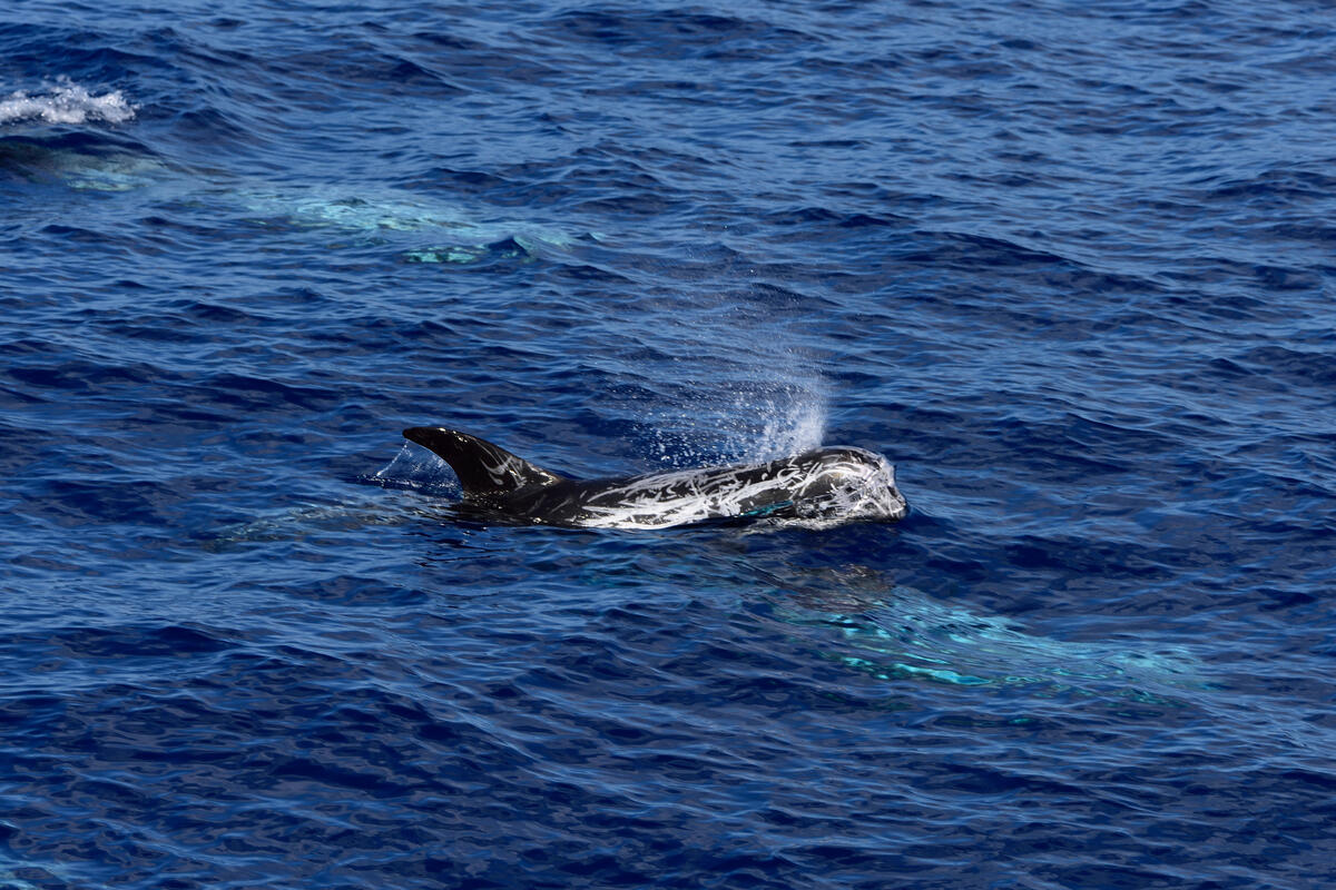 Survey for Cetaceans of the Hellenic Trench 2021. © Leonidas Karantzas / Greenpeace