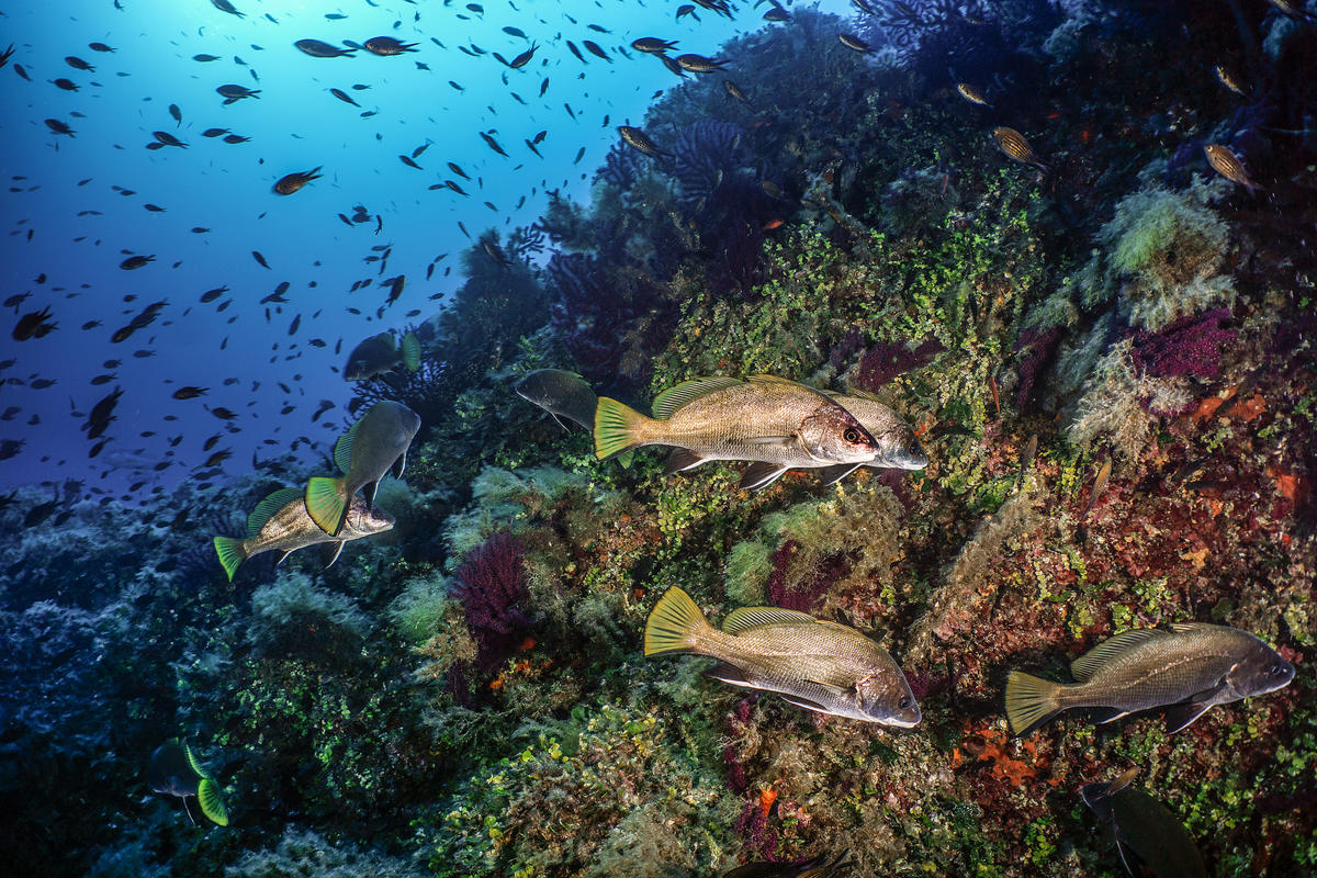 Sardinia, Marine Protected Area of Island of Tavolara - Secca Papa. © Egidio Trainito / Greenpeace