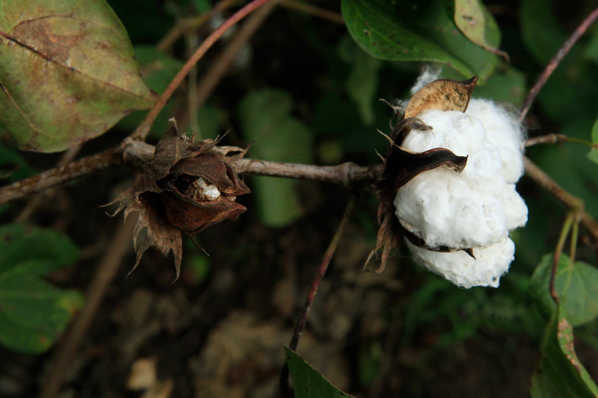 Wilting GE Cotton. © Peter Caton / Greenpeace