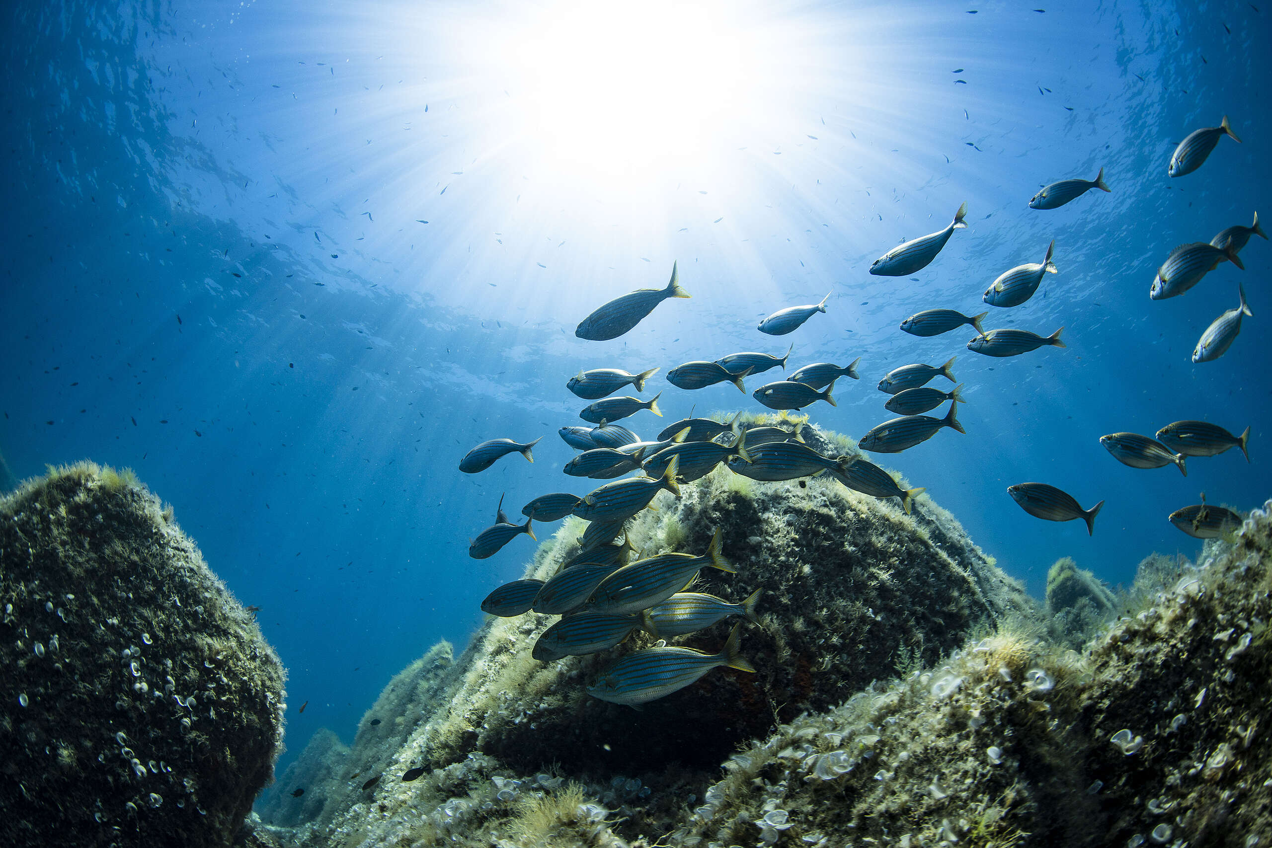 Sea Life in Sardinia