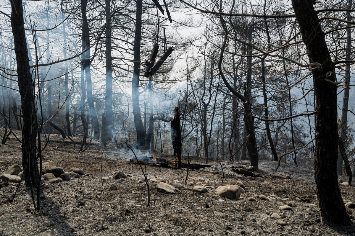 Wildfires in Northern Evia, Greece. © Constantinos Stathias / Greenpeace Wildfires in Northern Evia, Greece. © Constantinos Stathias / Greenpeace