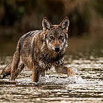 Animals of the Carpathian Mountains. © Adrian Czech / Greenpeace Animals of the Carpathian Mountains. © Adrian Czech / Greenpeace