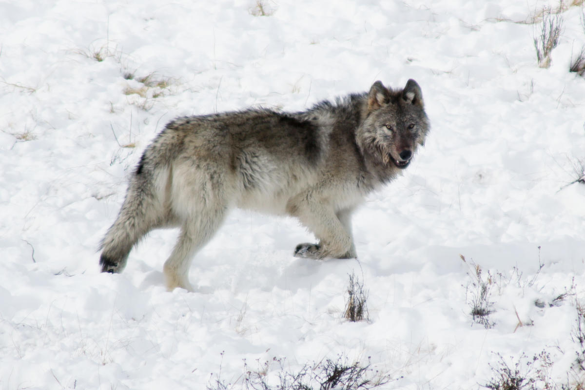 Wolf in Yellowstone National Park. © Hyungwon Kang / Greenpeace