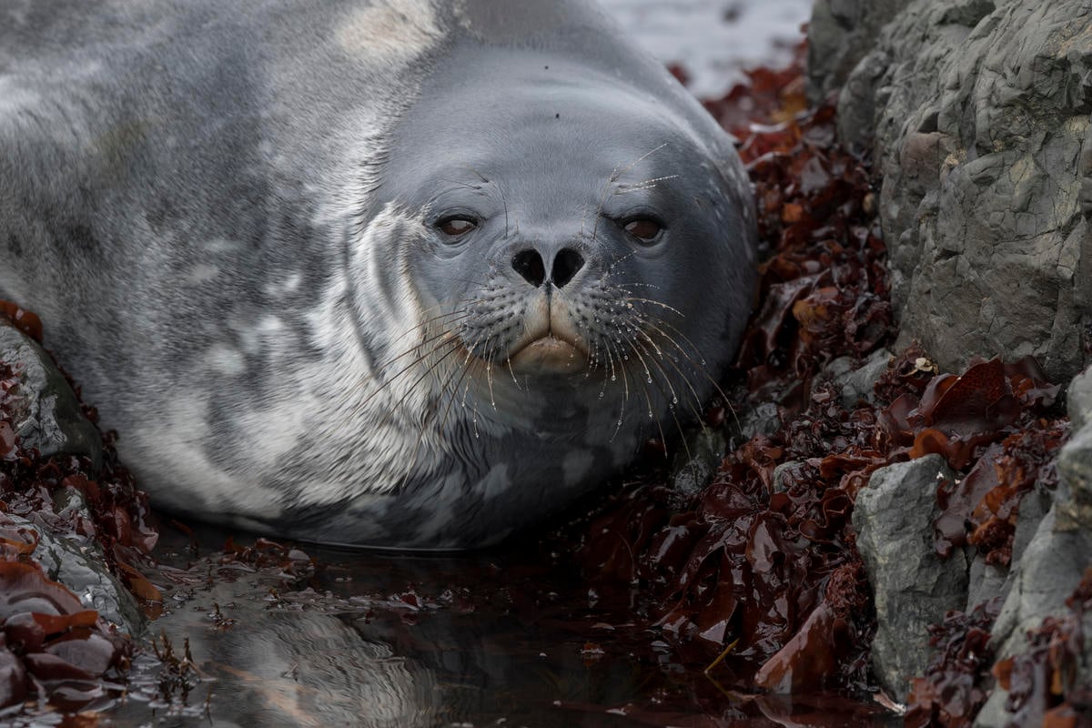 Weddell Seal in Antarctica. © Christian Åslund / Greenpeace Weddell Seal in Antarctica. © Christian Åslund / Greenpeace