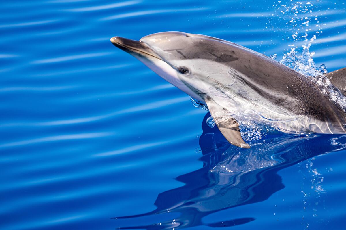 Bottlenose Dolphin in the Pelagos Sanctuary in Italy. © Greenpeace / Lorenzo Moscia Bottlenose Dolphin in the Pelagos Sanctuary in Italy. © Greenpeace / Lorenzo Moscia