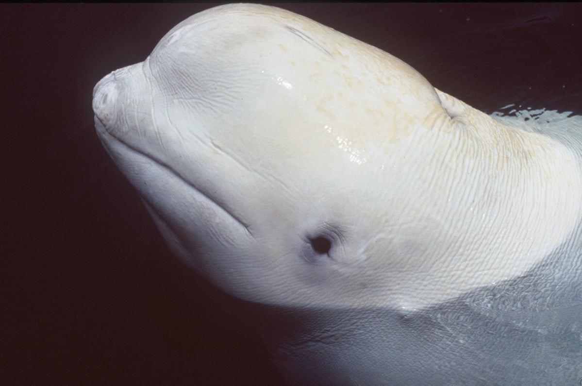Beluga Whale in Captivity. © Greenpeace / Steve Morgan Beluga Whale in Captivity. © Greenpeace / Steve Morgan