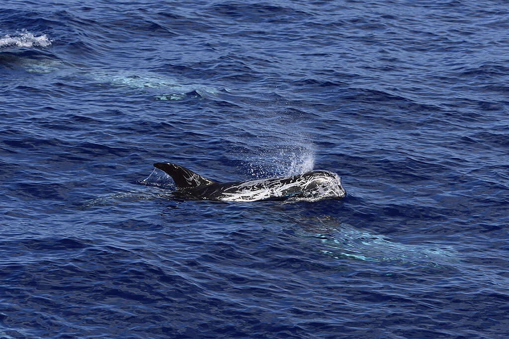 Σταχτοδέλφινα στην Ελληνική Τάφρο.