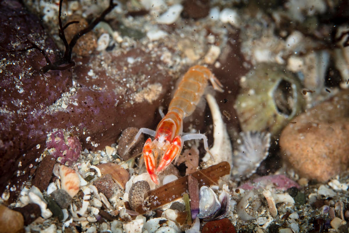 Pistol Shrimp in the Great Australian Bight. © Richard Robinson / Greenpeace Pistol Shrimp in the Great Australian Bight. © Richard Robinson / Greenpeace