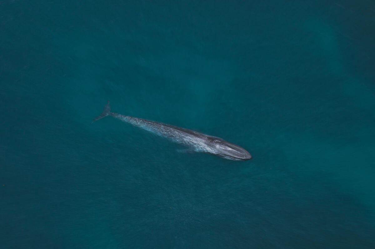 Migrating Blue Whale near Ningaloo Reef, Australia. © Lewis Burnett / Greenpeace Migrating Blue Whale near Ningaloo Reef, Australia. © Lewis Burnett / Greenpeace