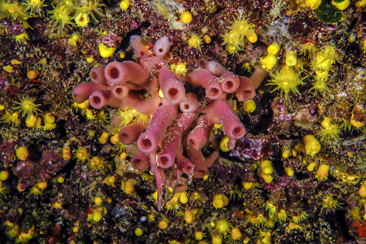 Sardinia, Marine Protected Area of Island of Tavolara - Tegghja Liscia. © Egidio Trainito / Greenpeace