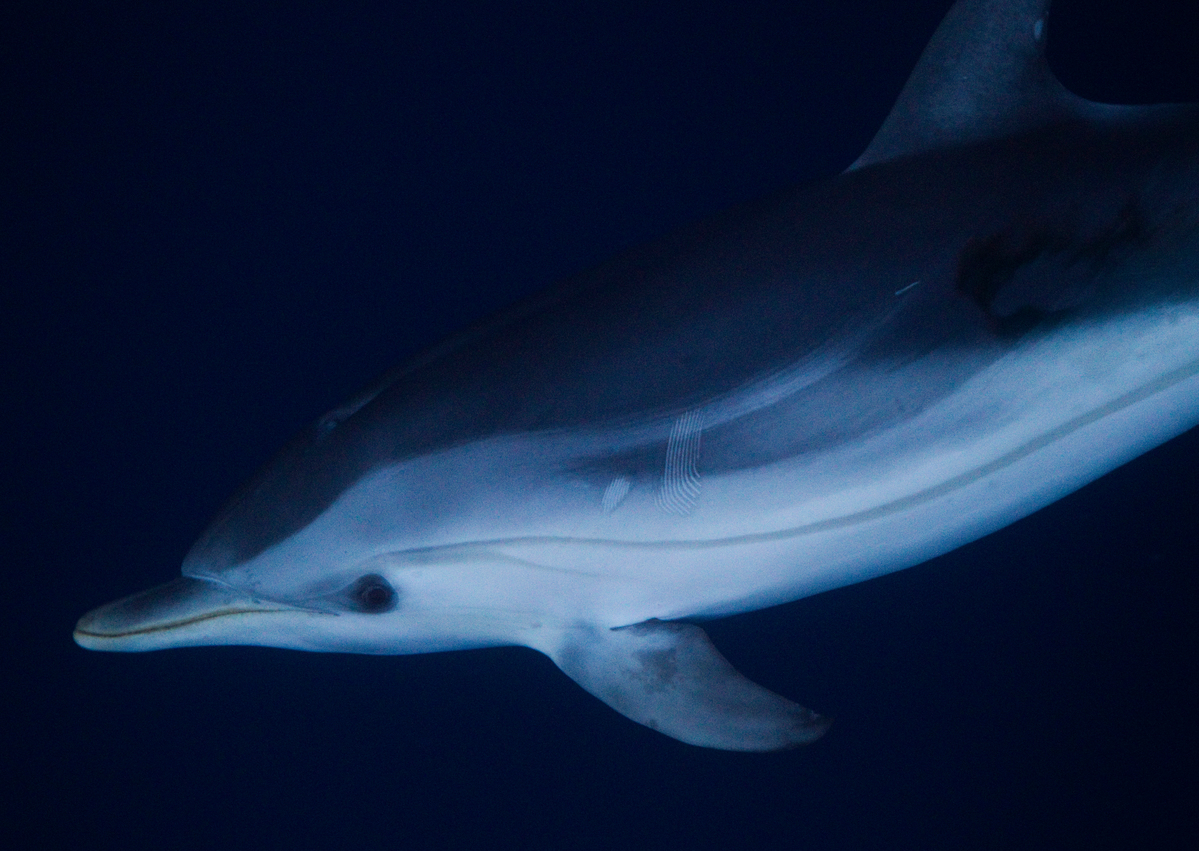 Common Dolphin in the Mediterranean. © Paul Hilton / Greenpeace