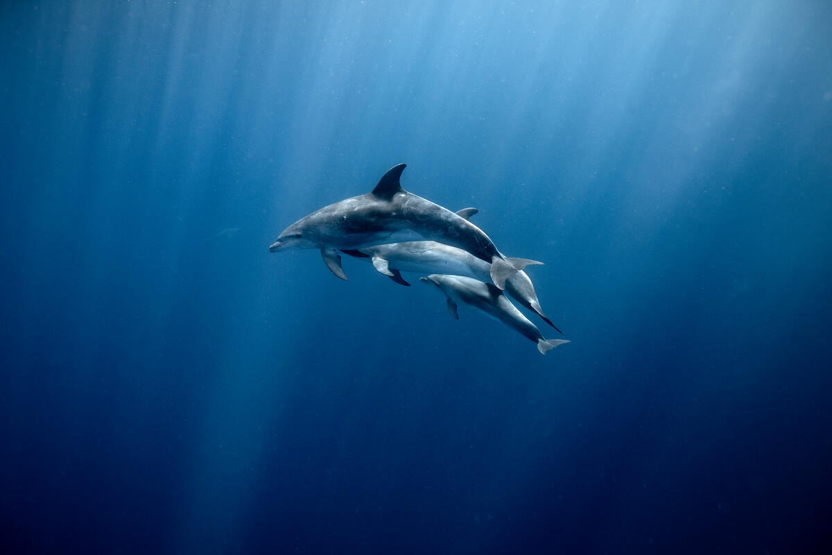 Bottlenose Dolphins (Tursiops) in the deep blue waters, 600 metres deep and located 15 kilometres off Lord Howe Island. © Greenpeace / BRIDGET FERGUSON Bottlenose Dolphins (Tursiops) in the deep blue waters, 600 metres deep and located 15 kilometres off Lord Howe Island. © Greenpeace / BRIDGET FERGUSON