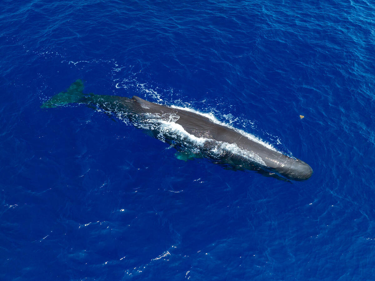 Η θαλάσσια ζωή της Μεσογείου απειλείται άμεσα από τις σεισμικές έρευνες και εξορύξεις υδρογονανθράκων