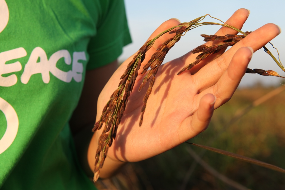Organic Rice Art Ratchaburi. © Greenpeace / John Novis