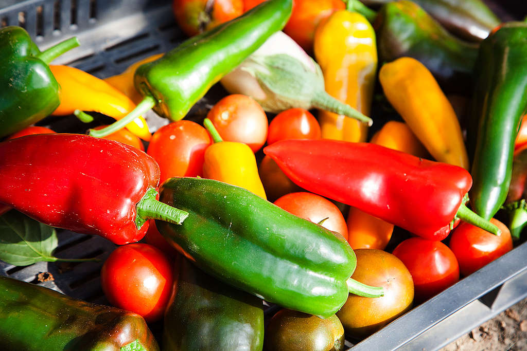 Organic Vegetables in Hungary. © Bence Jardany / Greenpeace