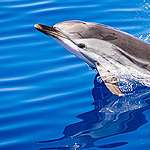 Dolphin in the Corsican Channel. © Lorenzo Moscia / Greenpeace Dolphin in the Corsican Channel. © Lorenzo Moscia / Greenpeace
