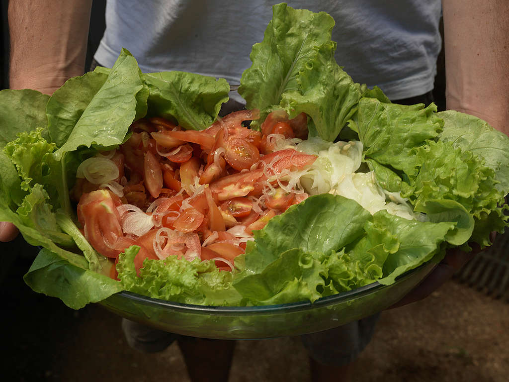 Ecological Salad Freshly Picked in Brazil. © Peter Caton / Greenpeace