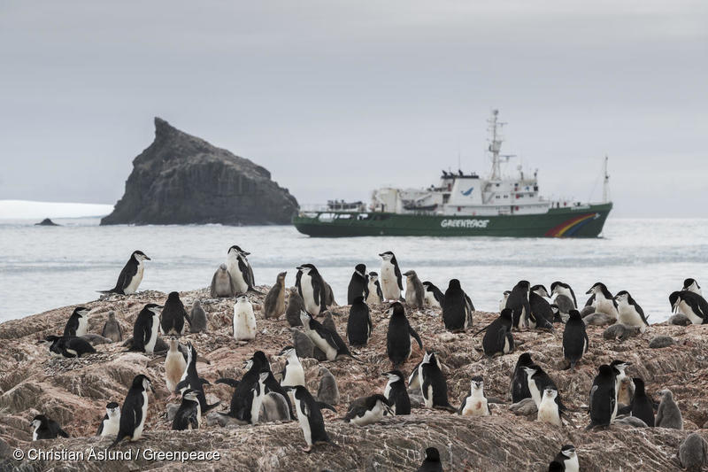 MV Esperanza and a Chinstrap Penguin colony on Elephant Island in Antarctica, January 2020