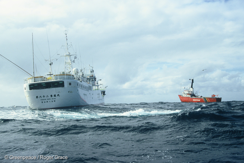 MV Arctic Sunrise documenting the death toll of albatrosses, sharks and Southern Bluefin Tuna caused by the joint-venture longliner Hoshin Maru in New Zealand waters (1997)