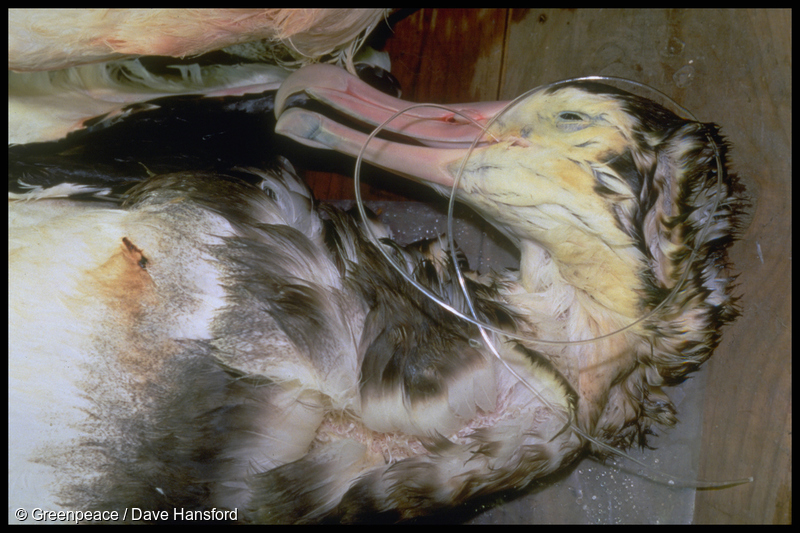 A Wandering Albatross that was caught and drowned on a baited longline hook (1997)