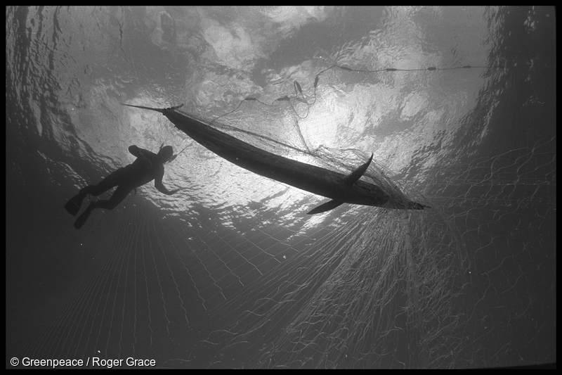 Greenpeace diver from SV Rainbow Warrior II with a large Short-billed Spearfish that has been caught and killed in a driftnet in the Tasman Sea (January 1990)