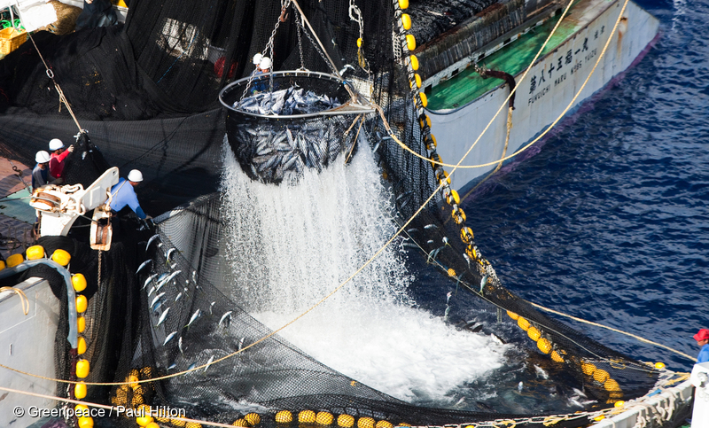 Fishermen from Japanese purse seine vessel Fukuichi Maru scoop up tuna in a ‘pocket’ in international waters attached to a fish aggregating device (FAD)