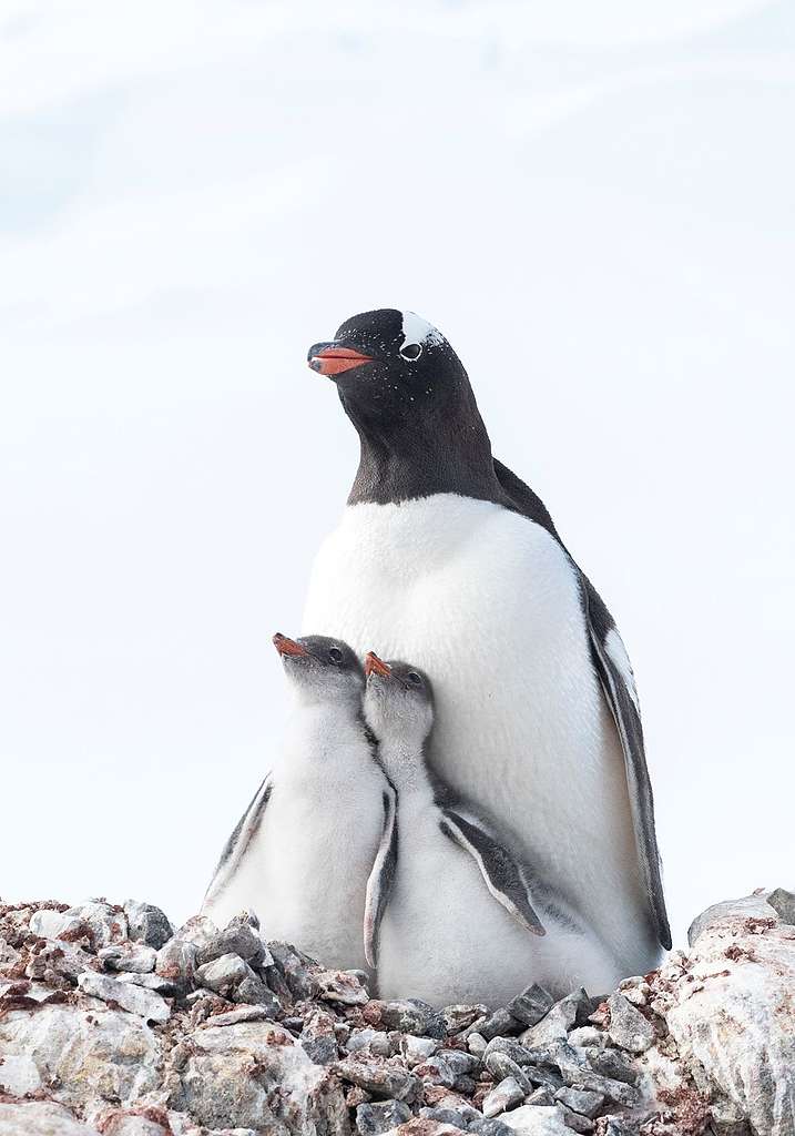 在聖誕節前成功孵化的小巴布亞小企鵝(Gentoo Penguin),亦可能因為氣候改變而導致死亡。© Eric Wong / Greenpeace