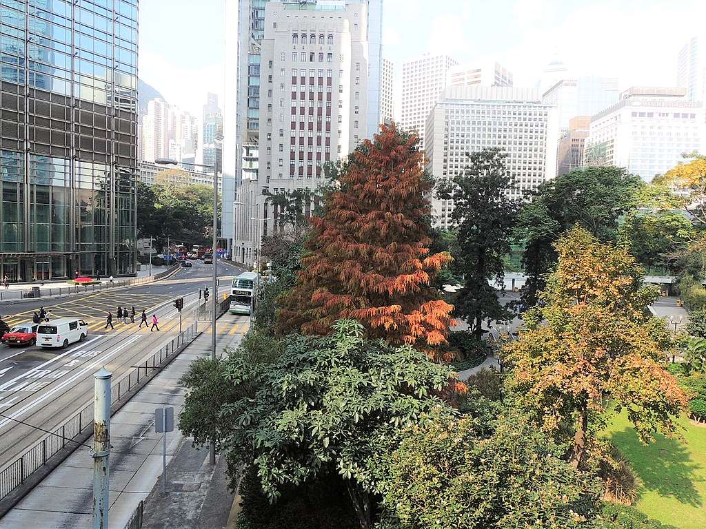香港遮打花園，落羽杉和楓香為冬天添上色彩。© helen yip