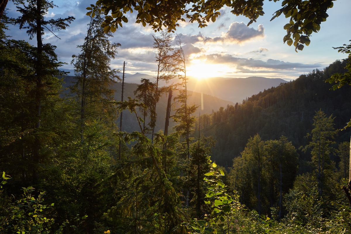 羅馬利亞的喀爾巴阡森林（Carpathian Forest）© Mitja Kobal / Greenpeace