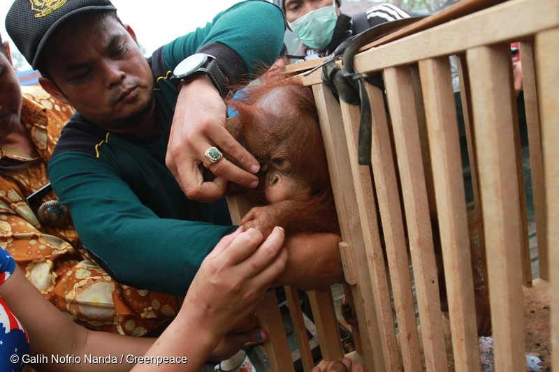 Petugas BKSDA memasukkan Otan, individu orangutan (Pongo Pygmaeus) berumur sekitar 7 bulan, kedalam kandang untuk di rescue dari Desa Lingga, Kecamatan Sungai Ambawang Kabupaten Kubu Raya, Kalimantan Barat, Jumat (18/9/2015). Warga menemukan Otan sedang meminum air sungai di kawasan perkebunan sawit, saat diberi makan Otan tak mau juga pergi dan akhirnya dibawa warga. Otan akhinya dievakuasi Balai Konservasi Dan Sumber Daya Alam (BKSDA) Kalbar dan akan direhabilitasi