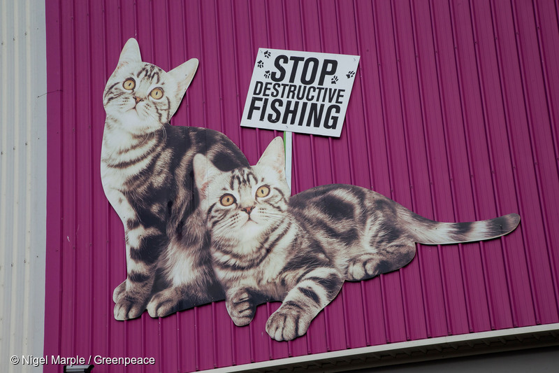 Greenpeace New Zealand activists shut down the the heart of cat food giant Whiskas’ Australasian operations, after Mars confirmed to the organisation that it sources tuna from Thai Union, a seafood company that has been connected to slavery and destructive fishing methods. Activists chained themselves to a Greenpeace truck, branded with the Thai Union logo, blockading the entrance to Whiskas’ cat food factory. Greenpeace/Nigel Marple