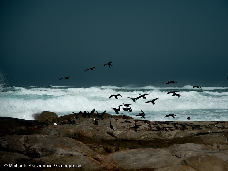 Cormorants taking flight at Smooth Pool Streaky Bay