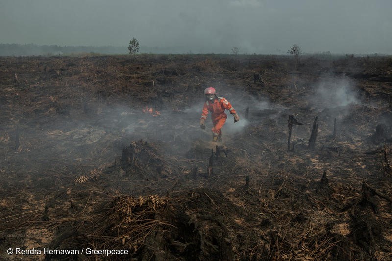 A volunteer of Greenpeace Forest Fire Prevention team walks on a burning peatland inside the area palm oil concession of PT Sumatera Unggul Makmur (SUM) at Punggur Kecil village, Sungai Kakap sub-district, Kubu Raya district, Pontianak, West Kalimantan on 22 August 2018. The FFP team deployed on the area for fire suppression and investigation.