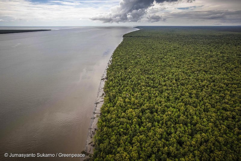 An aerial photo shows primary mangrove forest in Kofar village, Nambiomen Bapai subdistrict, Merauke district, Papua province.