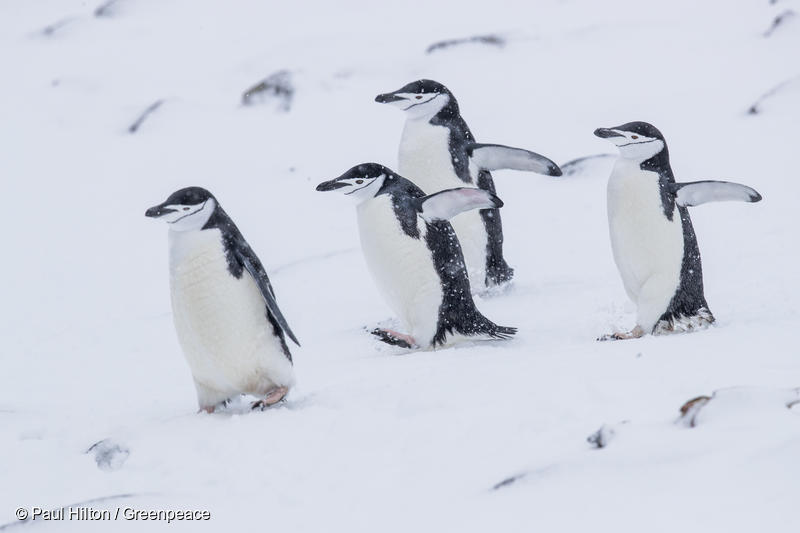 Chinstrap penguins, Half Moon Island, Antarctic, 20th March 2018. Greenpeace is documenting the Antarctic's unique wildlife and landscapes to strengthen the proposal to create the largest protected area on the planet, an Antarctic Ocean Sanctuary. Photo: Paul Hilton / Greenpeace 