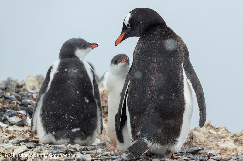 Gentoo penguins in Hope Bay on Trinity Peninsula, which is the northernmost part of the Antarctic Peninsula. Just outside Hope Bay, the Antarctic Sound connect the Bransfield Strait to the Weddell Sea. In this area, Greenpeace is about to conduct submarine-based scientific research to strengthen the proposal to create the largest protected area on the planet, an Antarctic Ocean Sanctuary.